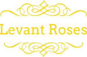 Levant Roses